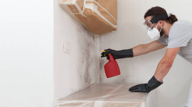 Professional Basement Mold Remediation technician working in Lowell, MI