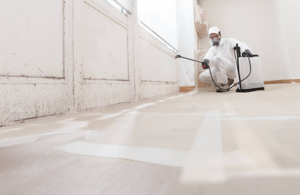 24/7 Emergency Basement Mold Remediation experts in Lowell, MI