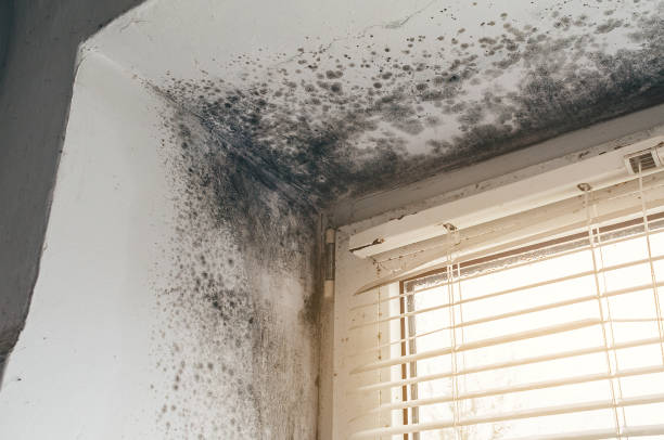Affordable Basement Mold Remediation solutions in Lowell, MI
