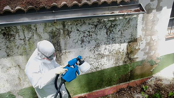 Top rated local Basement Mold Remediation specialists in Lowell, MI